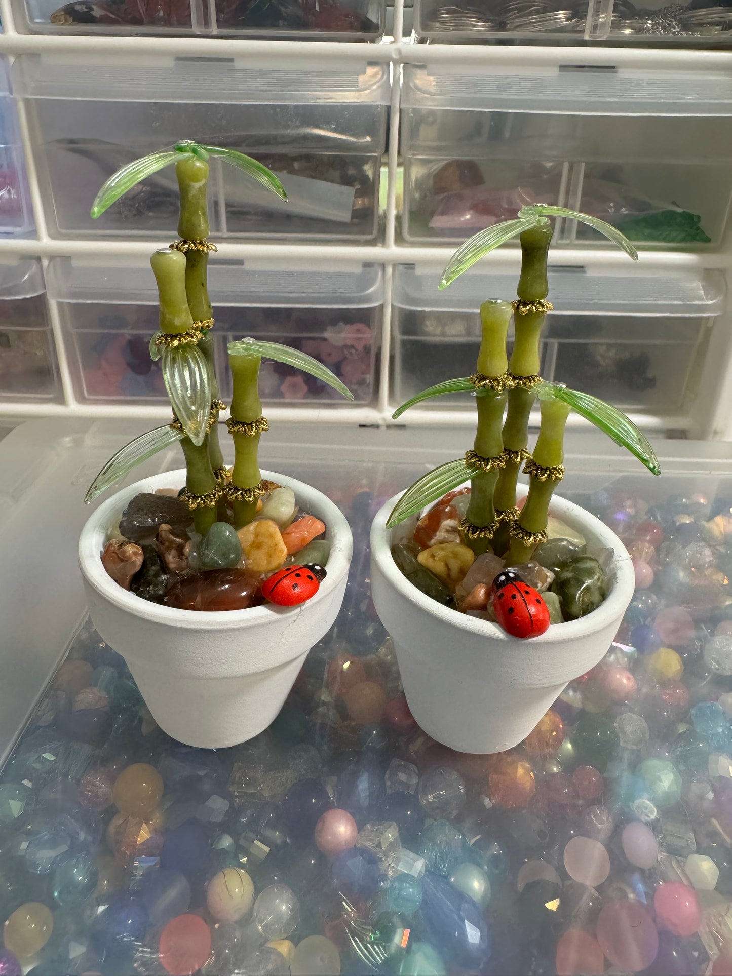 27. Beaded Jade bamboo plant