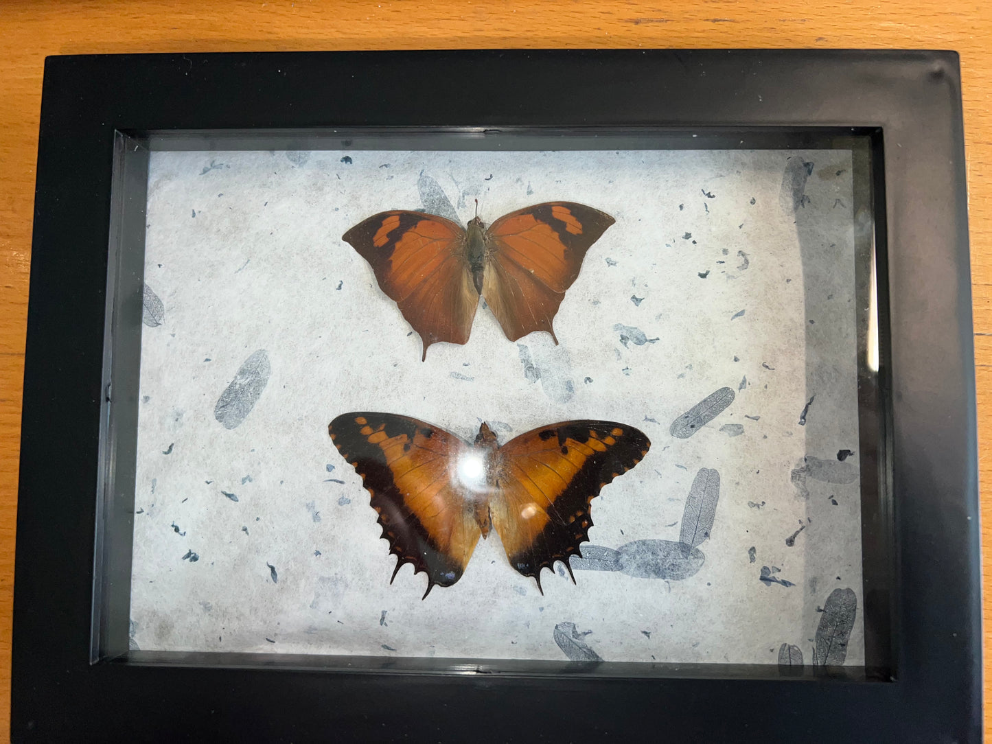 Double mounted Butterflies in shadow box
