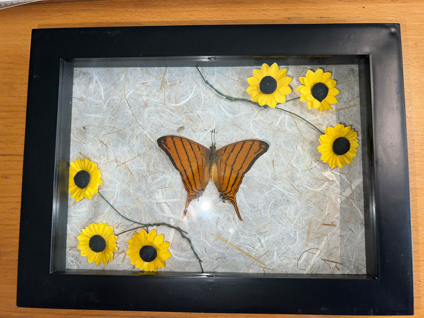Bufferfly mounted in shadow box
