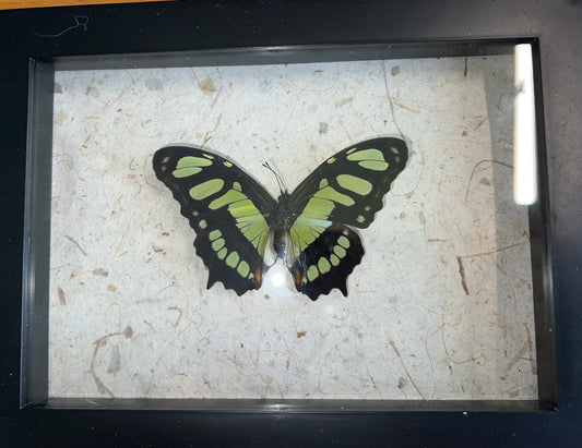 Butterfly mounted in shadow box